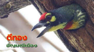 นกตีทอง (Coppersmith barbet) อัญมณีเมือง