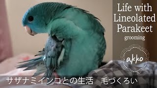 Life with Lineolated Parakeet 163 grooming サザナミインコとの生活　毛づくろい