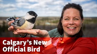 Calgary Has a New Official Bird