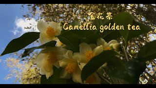 金花茶 golden tea camellia