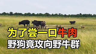 野狗为了一口鲜嫩牛肉，直接与野牛群干上了，它们会成功吗？