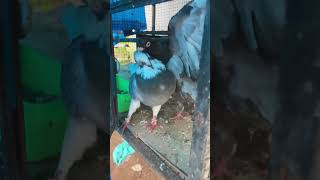 അടിയോടടി മോനെ പ്രാവിന് കൂട്ടിൽ 🕊🔥#pigeonkannur1322 #pigeon #youtubeshorts