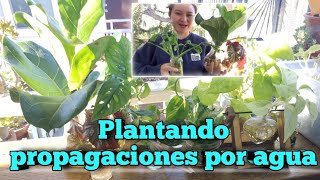 Plantando propagaciones de agua y tips de como hacer cambio de raíces de agua a sustrato|orbelina