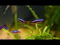 PEZ TETRA NEON - CUIDADOS BÁSICOS | EL ACUARIO DE JUAN