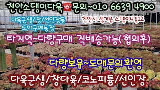 [도매농장]천안소댕이다육 재배농가 묵은군생다육 선인장 창다육 코노피튬등 다량품종 중대형 사이즈 묵은다육전문 농가