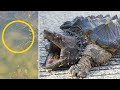 'Prehistoric' large snapping turtle found in Northern California lake