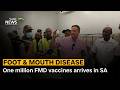 Foot and Mouth Disease | One million FMD vaccines arrives in SA