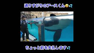 通りすがりのシャチのアースくん💦　#名古屋港水族館 #シャチ #シャチのアースくん #シャチ公開トレーニング #killerwhale