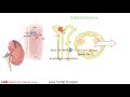 anatomie du rein 2è partie néphron