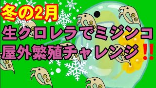 ミジンコを生クロレラで増やす。冬場に屋外でメダカの餌としてミジンコを繁殖できるか検証してみた。