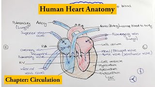 human heart Structure and Function | Detailed Overview | Chapter Circulation Video # 2