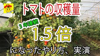 【自然栽培150】今年もトマトの収穫量1.5倍にするよ🌈3年連続、収穫量が1.5倍になった栽培法！紹介します(o^―^o)ﾆｺ