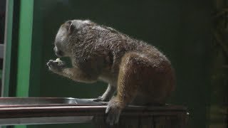 Pygmy slow loris (Kyoto City Zoo, Kyoto, Japan) January 26, 2019