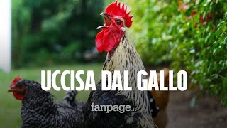 Anziana uccisa dal suo gallo mentre raccoglieva le uova: morta dissanguata