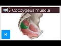 Coccygeus muscle | Anatomical Terms Pronunciation by Kenhub