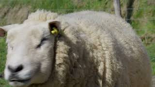 Lammetjes op Texel