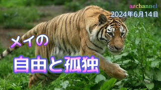 【旭山動物園アムールトラ】続編！単独展示の自由と孤独　ザリアと離れ3日ぶりに登場したメイにオリトファミリーの反応