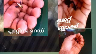 Guppy പ്ലാറ്റിനം റെഡ്, ജെറ്റ് ബ്ലാക്ക്