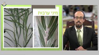 מצגת ארבעת המינים - הדס וערבה | הרב יצחק שטראוס