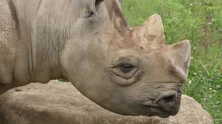 ヒガシクロサイ (よこはま動物園ズーラシア) 2018年5月26日