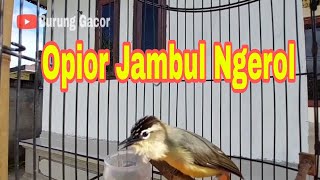 Opior Jambul Gacor Isian Pancingan Bikin Burung Prenjak Daun Lombok Cepat Gacor