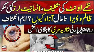 Camel Leg Case Exclusive Updates | Sanghar Camel Leg News | Sindh Govt In Action