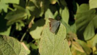 ウラギンシジミ/Curetis acuta paracuta 09_201101_ガイコツ山