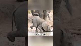The baby's elephant that can't control its trunk