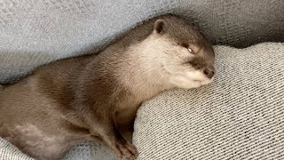 カワウソさくら 誰に似たのか知らないけど誰かとそっくりな寝方しているカワウソ Otter sleeping in the same posture