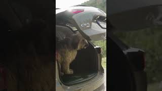 Mazda CX-5 - Roadtrip with dog