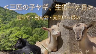 三匹の子ヤギたち。生後一ヶ月（One month old baby goats）愛媛県のポツンと一軒家