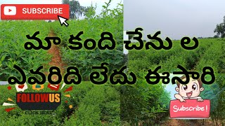 మా కంది పొలంల ఎవరిది లేదు | కంది పొలం | Red gram cultivation | kandi chenu field | Red gram #kandi