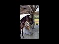 馬とアイコンタクトする様子【乗馬・馬術】make eye contact with a horse【horsecommunicationjapan】