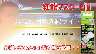 日本人の紅龍飼育スキルが低過ぎる