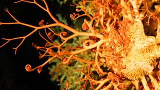 Incredible Life In Strange Coral Reefs