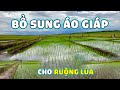 Thế Nhân || Bón Thúc NPK Đợt 1 Cho Cánh Đồng Lúa Thử Nghiệm Vào Mùa Mưa Ở Nông Trại Bản Caiti