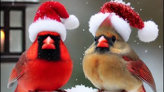 LIVE -  Christmas 2024 PIP Back Yard Bird Watching, Bird Songs, and Nature