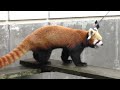 レッサーパンダ　ヒナタくん　リンゴタイム前はそわそわします　【いしかわ動物園】red panda hinata kun ishikawa zoo