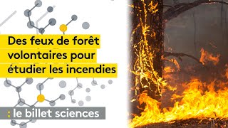 Des scientifiques américains mettent le feu pour étudier les incendies de forêts