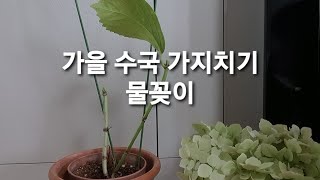 가을 수국 가지치기 / 수국 물꽂이