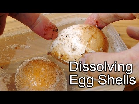 What chemical reaction occurs when you put an egg in vinegar?