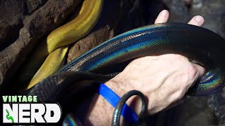 What a Snake Feels Like