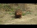 【天王寺動物園】ケージから身を乗り出す姿が可愛いユキオくん【コビトマングース dwarf mongoose】