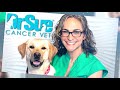 does your dog have a mast cell tumor here s what you need to know vlog 128