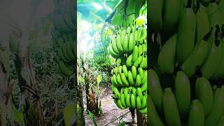 banana farm  #bagaytdar #shetkri #banana #viralshort #jalgaon #khandeshi