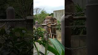 成日👑インドゾウ・印度象・リュウトくん♦Indian_Elephant・・・沖縄こどもの国・Okinawa Zoo \u0026 Museum(20220110)