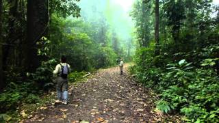 Rhinoceros hornbill calling