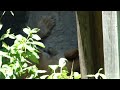 ライオンさん寝てます～　浜松市動物園にて　2022年7月25日 00144