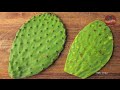 all about the eastern prickly pear cactus