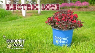 Meet Electric Love™ Weigela